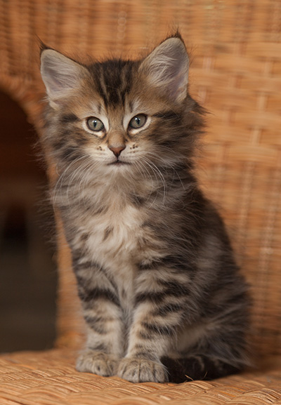 Jan-Lennart - 7 weeks old