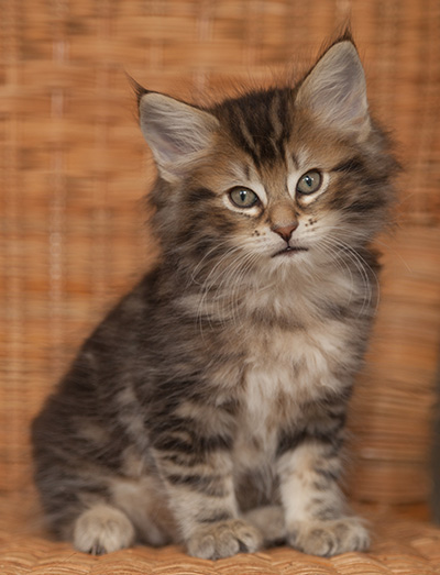 Jan-Lennart - 7 weeks old