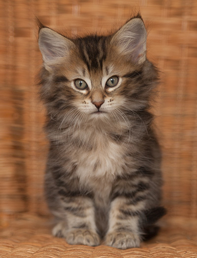 Jan-Lennart - 7 weeks old