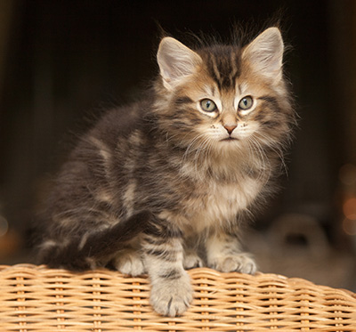 Jan-Lennart - 7 weeks old