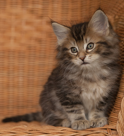 Jan-Lennart - 7 weeks old