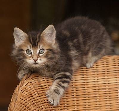 Jan-Lennart - 7 weeks old