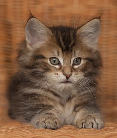 Jan-Lennart - 7 weeks old