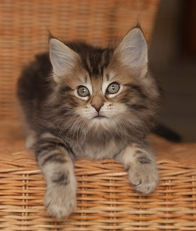 Jan-Lennart - 7 weeks old