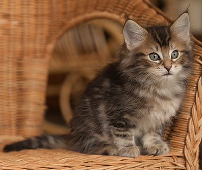 Jan-Lennart - 7 weeks old