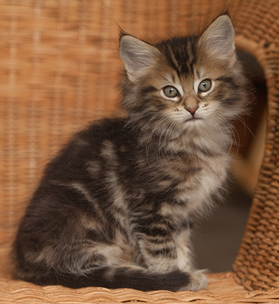 Jan-Lennart - 7 weeks old