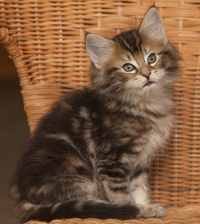 Jan-Lennart - 7 weeks old