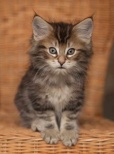 Jan-Lennart - 7 weeks old