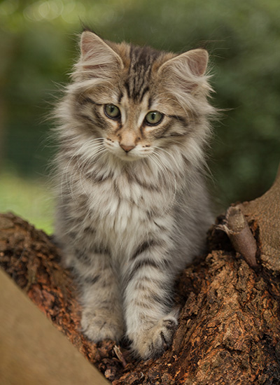 Jan-Olov - 12 weeks old