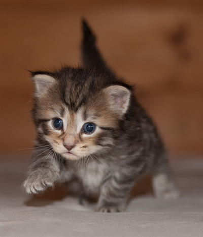 Jan-Olov - 3 weeks old