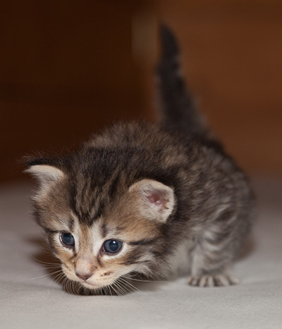 Jan-Olov - 3 weeks old