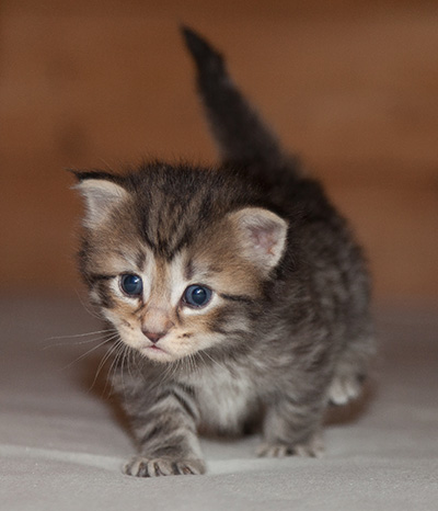 Jan-Olov - 3 weeks old