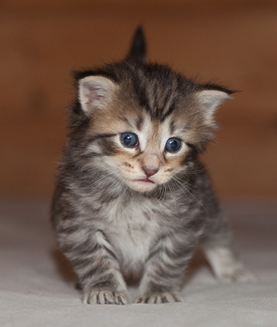 Jan-Olov - 3 weeks old