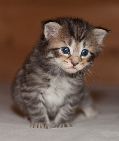 Jan-Olov - 3 weeks old