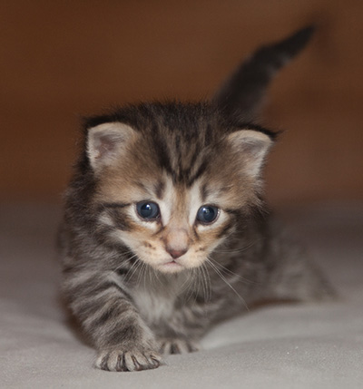Jan-Olov - 3 weeks old