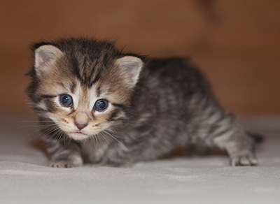 Jan-Olov - 3 weeks old