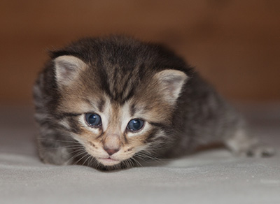 Jan-Olov - 3 weeks old