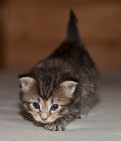 Jan-Olov - 3 weeks old