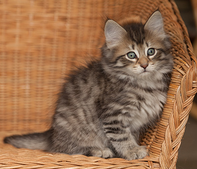 Jan-Olov - 7 weeks old