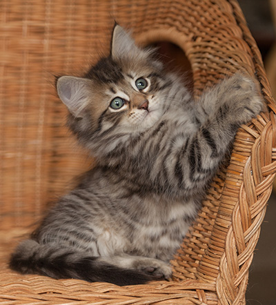 Jan-Olov - 7 weeks old