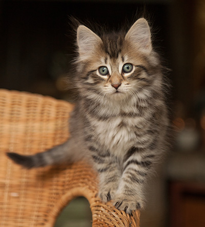 Jan-Olov - 7 weeks old