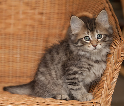 Jan-Olov - 7 weeks old