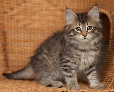 Jan-Olov - 7 weeks old