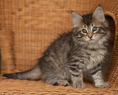 Jan-Olov - 7 weeks old