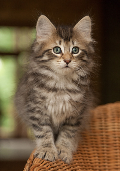 Jan-Olov - 7 weeks old