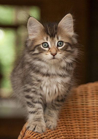 Jan-Olov - 7 weeks old