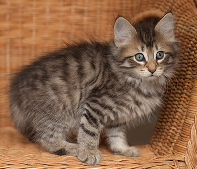 Jan-Olov - 7 weeks old