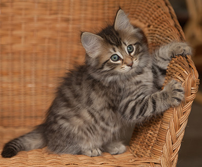 Jan-Olov - 7 weeks old