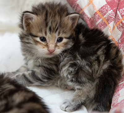 Oddbjörn - 3 weeks old