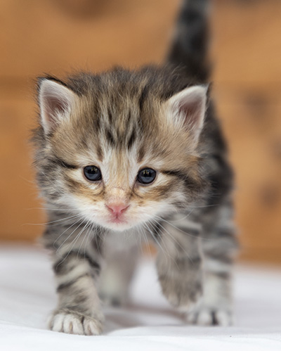 Oddbjörn - 3 weeks old