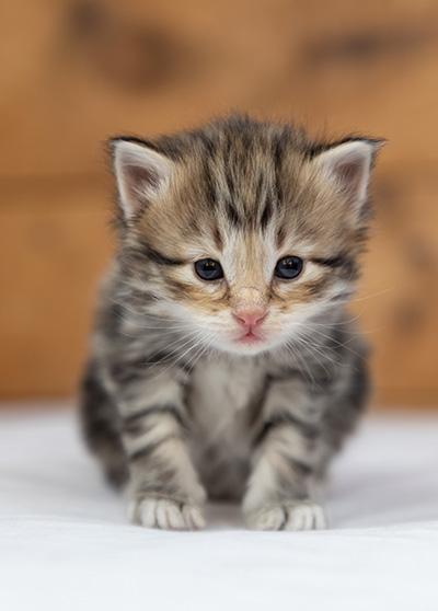 Oddbjörn - 3 weeks old