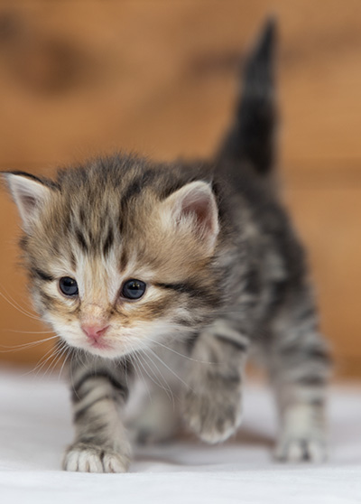 Oddbjörn - 3 weeks old