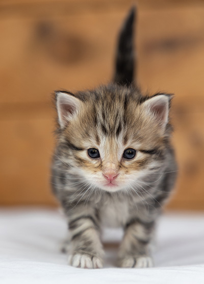 Oddbjörn - 3 weeks old