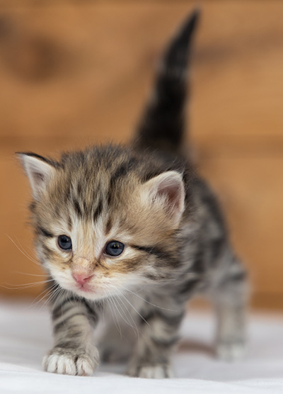 Oddbjörn - 3 weeks old
