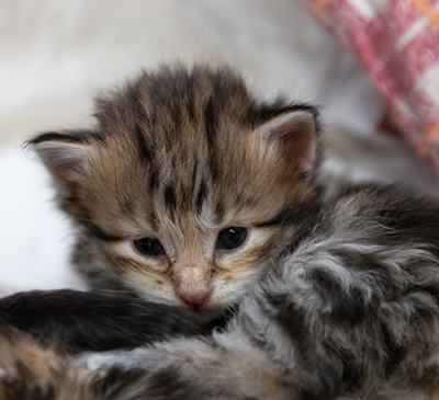 Oddbjörn - 3 weeks old