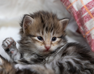 Oddbjörn - 3 weeks old