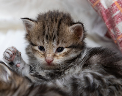 Oddbjörn - 3 weeks old