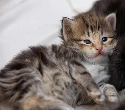 Oddbjörn - 3 weeks old