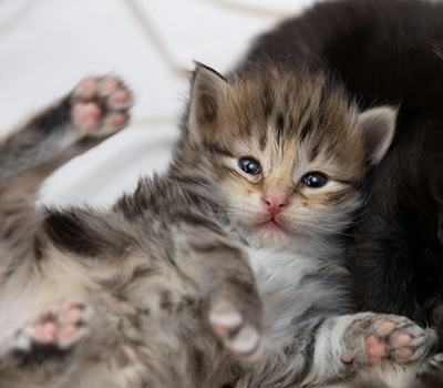 Oddbjörn - 3 weeks old