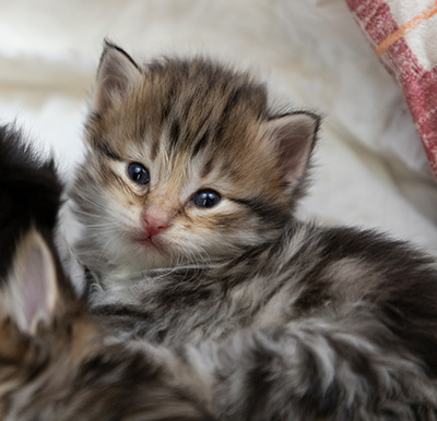 Oddbjörn - 3 weeks old