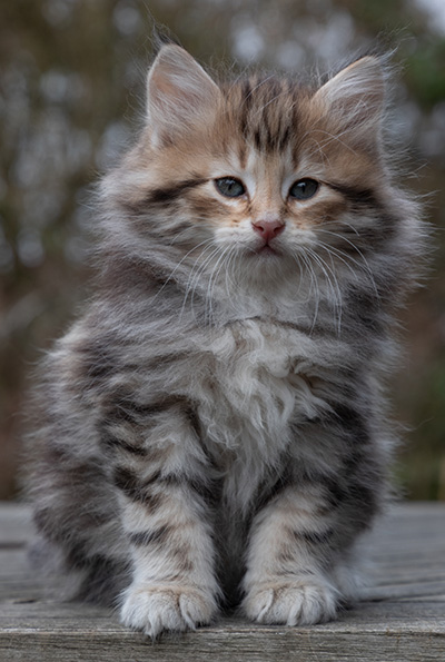 Oddbjörn - 7 weeks old