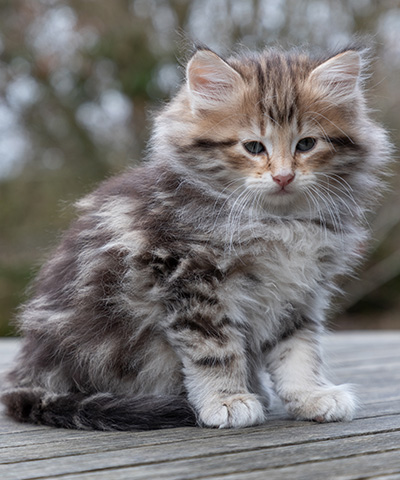 Oddbjörn - 7 weeks old