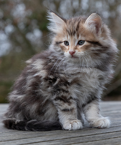 Oddbjörn - 7 weeks old