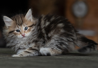 Oddbjörn - 7 weeks old