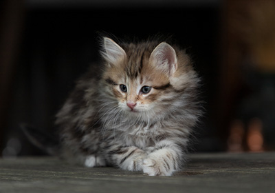 Oddbjörn - 7 weeks old