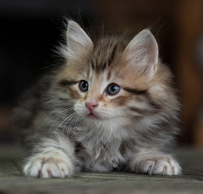 Oddbjörn - 7 weeks old